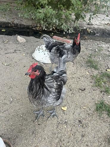 Куры, петухи: Продаю | Куры, Петух, Цыплята | Для разведения — 22