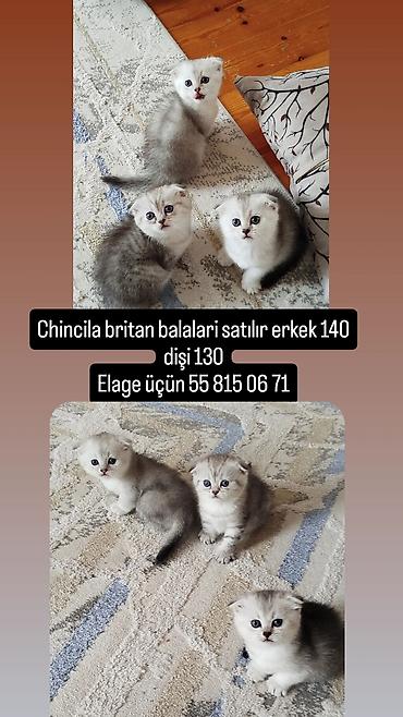 qurbanlıq heyvanlar: Şinşilla — 1