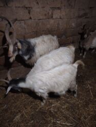 Keçi, çəpiş: Məhsul: Qoyun-keçi təsərrüfatı üçün keçilər Təsvir: - Şəkillərdə uzun — 3