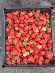 клубника семена купить: Клубника