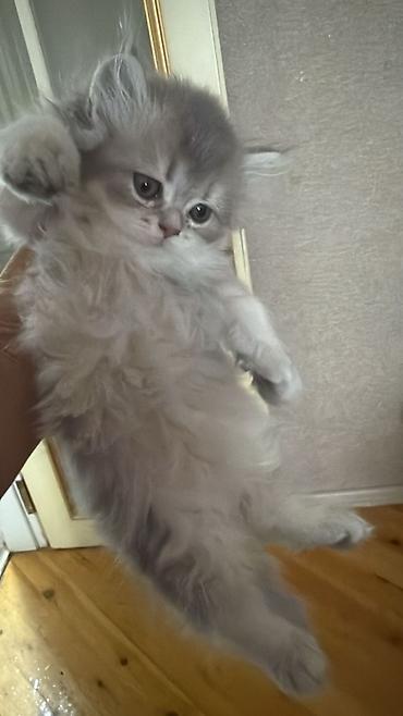 Кошки: Шотландская вислоухая — 7