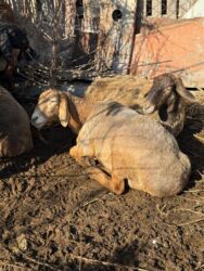 продажа баранов в бишкеке: Сатам | Козу, Кочкор (эркек)