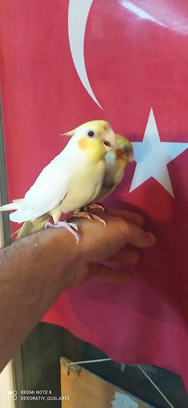 Tutuquşları: Salam. valnisti ve cex cexden donme cex vistivkanin qarisigi adi ile — 2