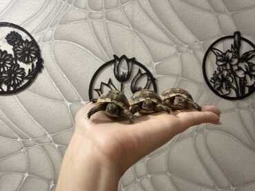 Digər heyvanlar: Məhsul: Kiçik quru tısbağaları Təsvir: - Ovuc boyda, zolaqlı-qəhvəyi — 7