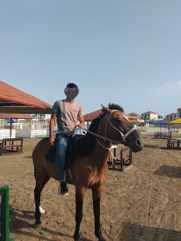 at qiymətləri: Buzovna deniz qiraqi prakat at 🐎)