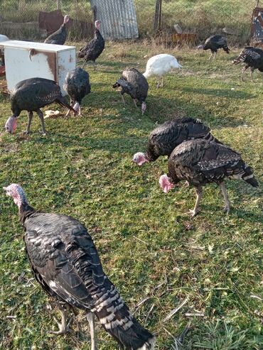 Hinduşka: Məhsul: Hinduşka sürüsü Təsvir: - Şəkillərdə ağ və tünd — 8