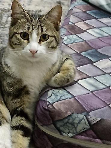 возьму щенка: Отдаём в добрые руки кошку. Ей один год, к лотку приучена. Кушает — 1