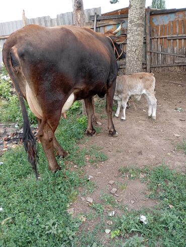 Коровы, быки: Продаю | Корова (самка) | Для разведения, Для молока | После отела