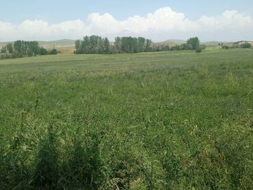 сниму дом на иссык куле: 25 соток
