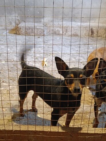 dalmatin satilir: Dishi mini pinscher kursek vaxtidi bir nece defe cutlesib artiq oz