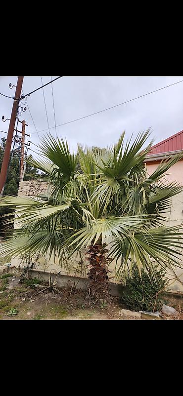 generator 10 kv: ŞOK ENDİRİM!! Cəmi 500 Azn-ə 3 ədəd dekorativ palma!!!! — 1
