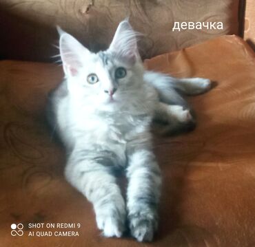 мейн кун кошки: Мейн-кун, 3 месяца, Девочка, Черепаховый, Приучена к лотку, Проглистована