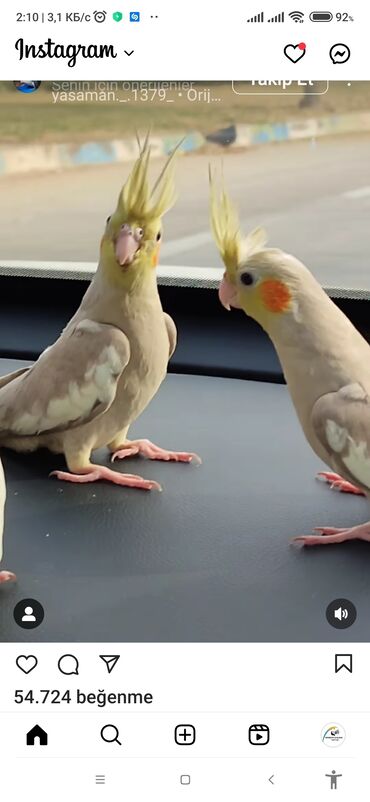 Tutuquşları: Salam bayram endi̇ri̇mləri̇ davam edi̇r . Bi̇ldi̇rmək i̇stərdi̇mki̇ — 2