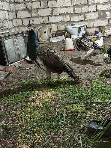 pavlin goyercin satisi: Məhsul: Tovuz quşları qaraqanad ve hindistan Təsvir: Quşlar 9,10,11 — 2