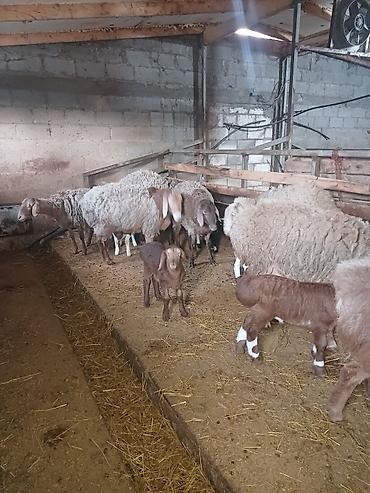 Баран, овца: Продаю | Овца (самка) | Арашан | Для разведения at lalafo.kg — 6 Баран, овца: Продаю | Овца (самка) | Арашан | Для разведения — 6