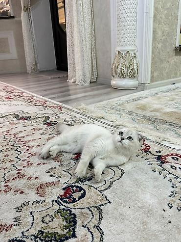 возьму кота: Шотландские вислоухие котята (Scottish Fold), окрас голубой — 3