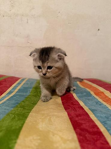 şınşıla: Şinşilla, Dişi — 4
