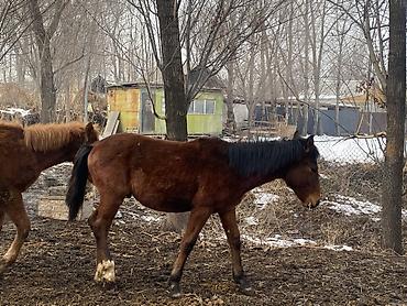 Лошади, кони: Продаю | Жеребенок | Полукровка | Рабочий — 5