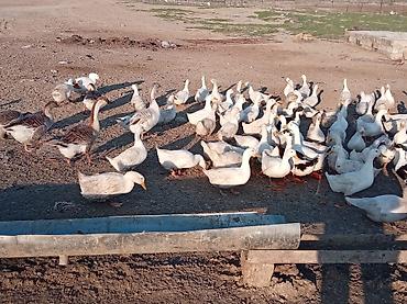 qusar heyvan satışı: Satılır.pekin ordekleri Məhsul təsvir.150eded dişi,50eded erkey — 3