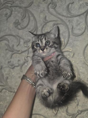 Скотиш Страйт (Шотландская прямоухая), 1 месяц, Мальчик, Серый, Приучена к лотку