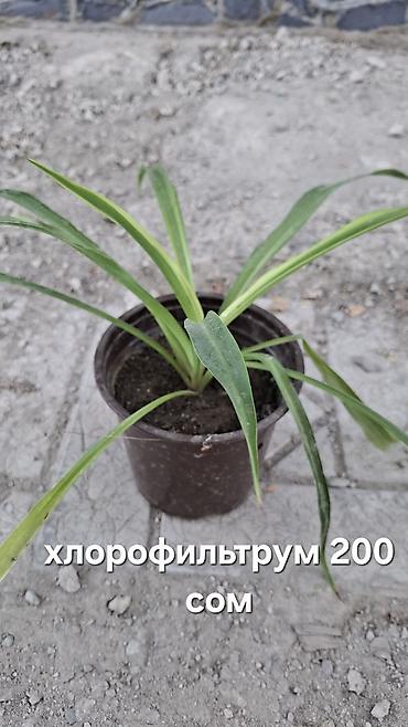 Хлорофитумы: Продаю Комнатные Цветы и Кактусы — 3