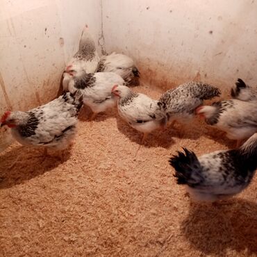 Toyuqlar: F6-serebrist cücələr satılır vitamin və dərmanlar verilib tam sağlam -da lalafo.az — 13 Toyuqlar: F6-serebrist cücələr satılır vitamin və dərmanlar verilib tam sağlam — 13