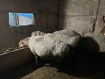 Баран, овца: Продаю | Овца (самка) | Для разведения | Матка — 3