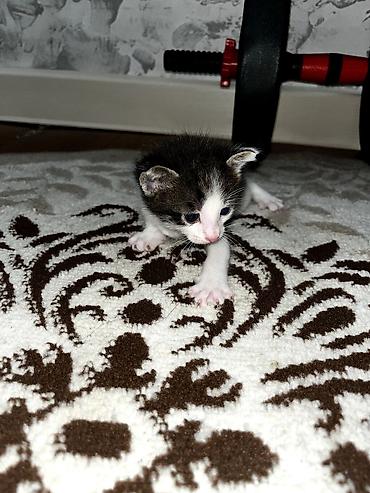 Продажа кошек: Продаю котят. котятам ровно месяц, ещё грудные at lalafo.kg — 16 Продажа кошек: Продаю котят. котятам ровно месяц, ещё грудные — 16