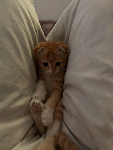 шотландская длинношерстная кошка: Кошка даром: Скотиш Фолд (Шотландская вислоухая), 2 месяца, Мальчик, Приучена к лотку, С прививками