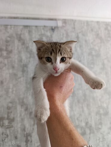 котята в добрые руки: Беспородная, 2 месяца, Мальчик, Биколор