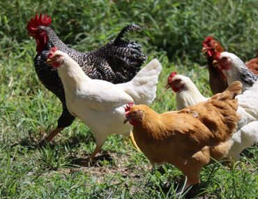 Toyuqlar: Toyuq, Yumurtalıq, Ünvandan götürmə