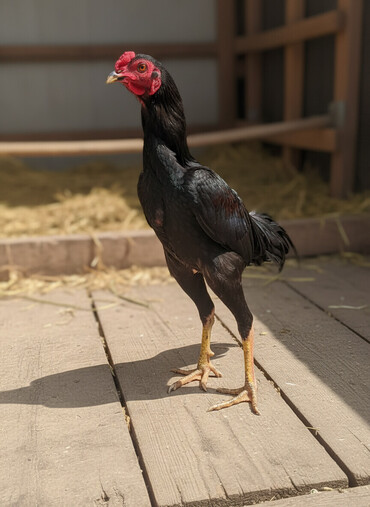 Xoruzlar: Xoruz, Heyratı, il: 1, Ödənişli çatdırılma — 2