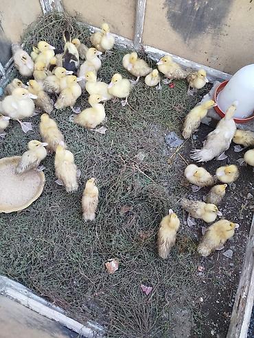 alabay balasi: Lal ördək balası böyüklər 6 manat balacalar 4 manatdır — 3