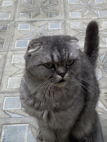 британская голубая кошка: Продаётся данная кошка. Причина: Недостаток финансов на обеспечение