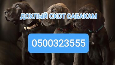 медсестра на дом круглосуточно: Сатып алам | Уйлар, букалар, Жылкылар, аттар | Күнү-түнү, Бардык шартта