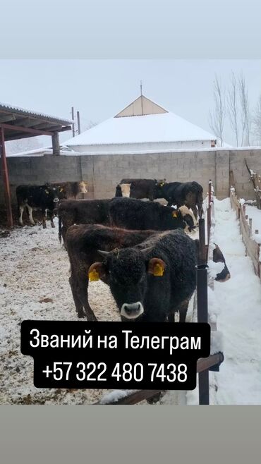 Другие услуги: Продам бочки телята А гуси