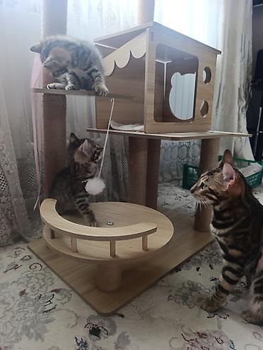 green lion: Котята бенгальской породы 2 месяца — 1
