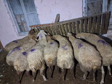 где можно купить собаку мальтипу: 8 baş boğaz qoyunlar, qiyməti razılaşma yolu ilə