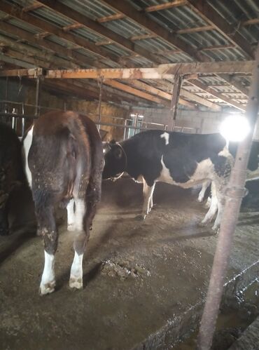 ит кыргыз добот: Продаю | Бык (самец) | Полукровка | На откорм