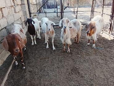 Keçilər, çəpişlər: Salamlar 5 baş dişi sağlam keçiler satilir bezileri boğazdir ama ki — 2
