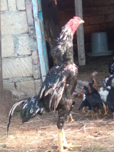 toyug fermasi: Toyuq, Damazlıq