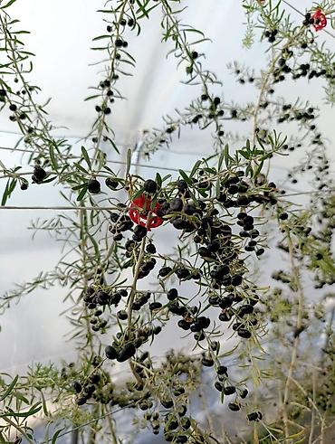 stilsko: Sveže ubrane bobice crne goji (Black Goji – Lycium ruthenicum) - — 2