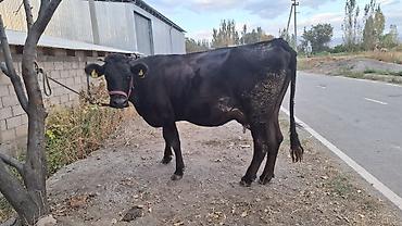 продается кашара: Продаю | Корова (самка) — 2