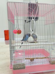 домашние куры купить: Продам попугаев маленьких, клетка,корм,инрушки в комплекте
бишкек