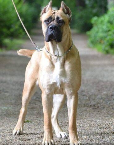 Psi: Cane Corso štenci dostupni za rezervaciju! U ponudi imamo tri na lalafo.rs — 17 Psi: Cane Corso štenci dostupni za rezervaciju! U ponudi imamo tri — 17