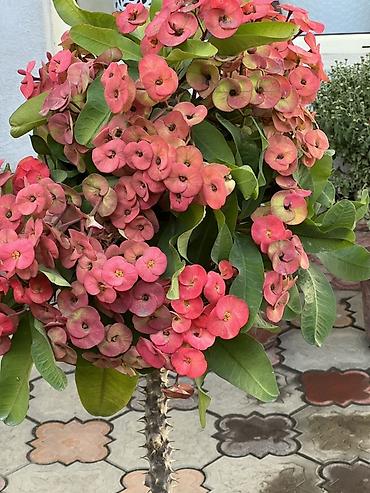 Молочаи: Эуфорбия Миля (Euphorbia milii) – крупное штамбовое растение в кашпо — 2