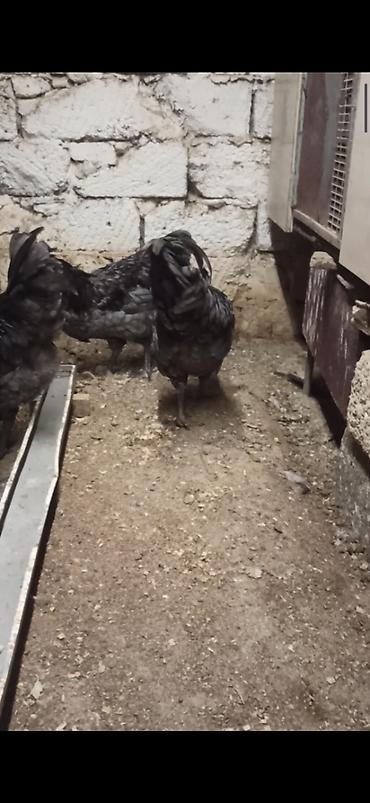 quslar satisi: Boz Australorp xoruz var satışda 2 eded Boz fere 7 ədəd sples fere 4 — 6