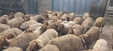 cins inekler azerbaycanda: Məhsul: Qoyun sürüsü Təsvir: Hem damazliq qoyunlar hemde ətimlik