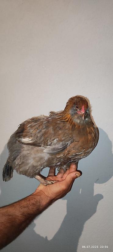 bezekli qoyun sekilleri: Salam xarici sort mavi yumurtlayan toyuqlar ve yumurtaları satılır çox — 1