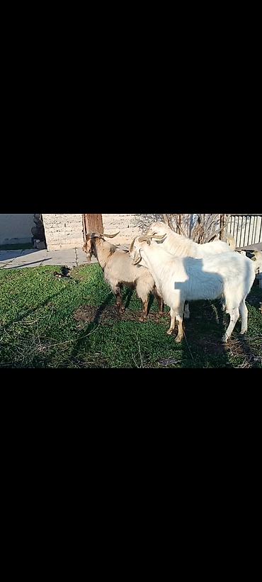 Козы, козлы: Продаю | Коза (самка) | Полукровка, Зааненская, Нубийская | Для разведения — 3